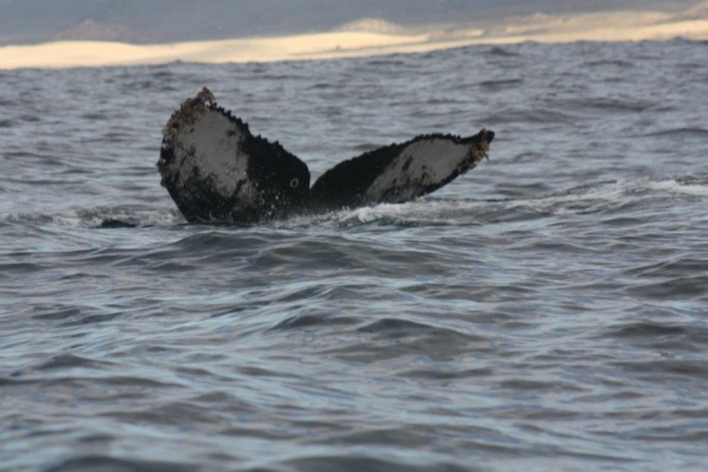 Ballenas en Mexico